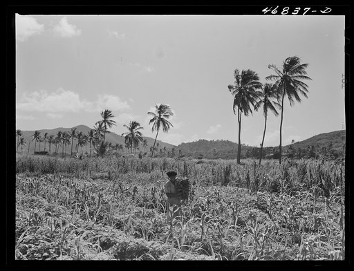 Christiansted, Saint Croix Island, Virgin Islands (vicinity). Puerto Rican farm woman on her farm where she has planted sweet potatoes between rows of sugar cane