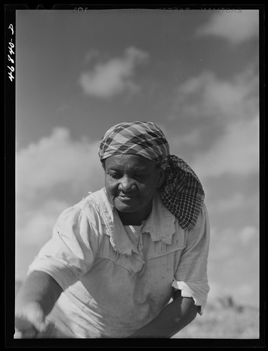 Untitled photo, possibly related to: Christiansted, Saint Croix Island, Virgin Islands (vicinity). FSA (Farm Security Administration) borrower's wife cultivating recently planted sugar cane