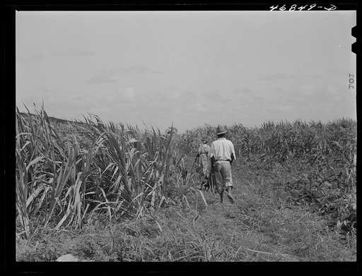 Untitled photo, possibly related to: Frederiksted (vicinity), Saint Croix, Virgin Islands. FSA (Farm Security Administration) borrower and his wife cultivating sugar cane on their farm
