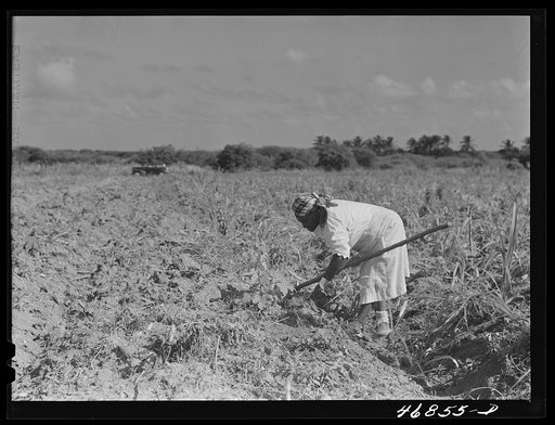 Untitled photo, possibly related to: Christiansted, Saint Croix Island, Virgin Islands (vicinity). FSA (Farm Security Administration) borrower's wife cultivating recently planted sugar cane