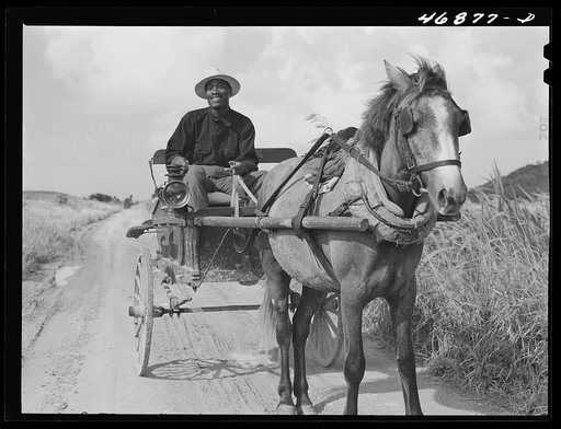Christiansted, Saint Croix Island, Virgin Islands. FSA (Farm Security Administration) borrower going to town in his Sunday cart