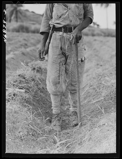 Untitled photo, possibly related to: Christiansted (vicinity), Saint Croix Island, Virgin Islands. Outfit worn by a farmer who was planting sugar cane