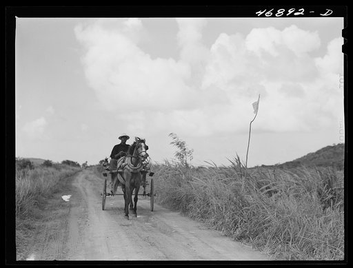 Untitled photo, possibly related to: Christiansted, Saint Croix Island, Virgin Islands. FSA (Farm Security Administration) borrower going to town in his Sunday cart