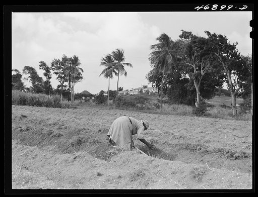 Untitled photo, possibly related to: La Vallee (vicinity), Saint Croix Island, Virgin Islands. FSA (Farm Security Administration) borrower's wife cultivating their farm, preparing to plant sweet potatoes