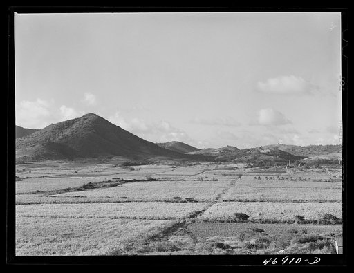Saint Croix Island, Virgin Islands. Sugar cane fields on the northwest part of the island