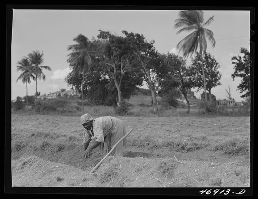 La Vallee (vicinity), Saint Croix Island, Virgin Islands. FSA (Farm Security Administration) borrower's wife cultivating their farm, preparing to plant sweet potatoes
