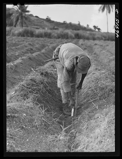 Saint Croix Island, Virgin Islands. Planting sugar cane on the sugar plantation along the northern coast of the island