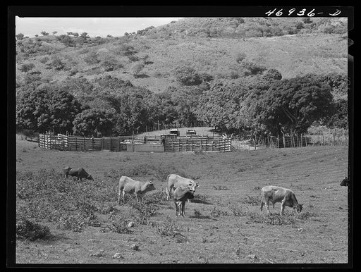 Untitled photo, possibly related to: Christiansted, Saint Croix Island, Virgin Islands. On a large cattle farm. Puerto Rico is the largest market for the cattle