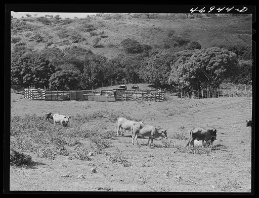 Christiansted, Saint Croix Island, Virgin Islands. On a large cattle farm. Puerto Rico is the largest market for the cattle