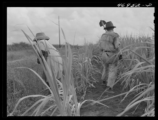 Frederiksted (vicinity), Saint Croix, Virgin Islands. FSA (Farm Security Administration) borrower and his wife cultivating sugar cane on their farm