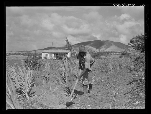 Frederiksted (vicinity), Saint Croix, Virgin Islands. FSA (Farm Security Administration) borrower cultivating his sugar cane field. He lives in one of the homestead houses