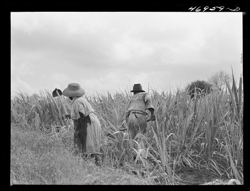 Untitled photo, possibly related to: Frederiksted (vicinity), Saint Croix, Virgin Islands. FSA (Farm Security Administration) borrower and his wife cultivating sugar cane on their farm