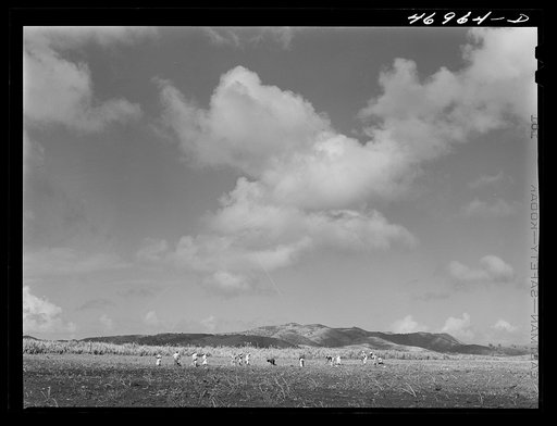 Bethlehem (vicinity), Saint Croix Island, Virgin Islands. Cultivating sugar cane on the Virgin Islands company land
