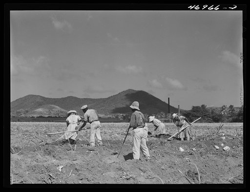 Untitled photo, possibly related to: Bethlehem (vicinity), Saint Croix Island, Virgin Islands. Cultivating suger cane on the Virgin Island company land