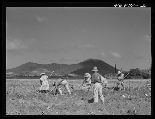 Bethlehem (vicinity), Saint Croix Island, Virgin Islands. Cultivating suger cane on the Virgin Island company land