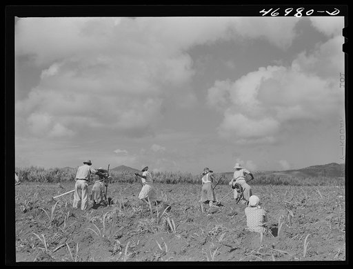 Bethlehem (vicinity), Saint Croix Island, Virgin Island. Cultivating sugar cane on the Virgin Islands Company land