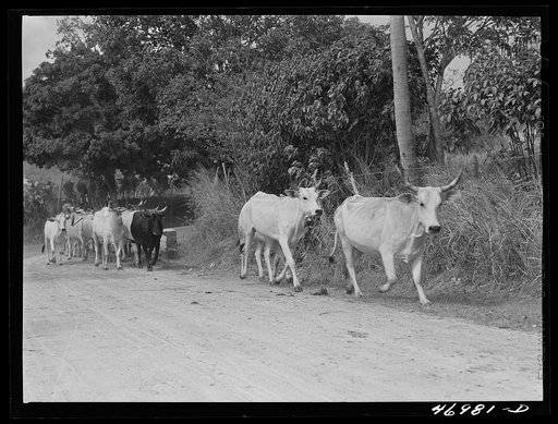 Untitled photo, possibly related to: Christiansted (vicinity), Saint Croix Island, Virgin Islands. On a large cattle farm. The largest market for the cattle is Puerto Rico
