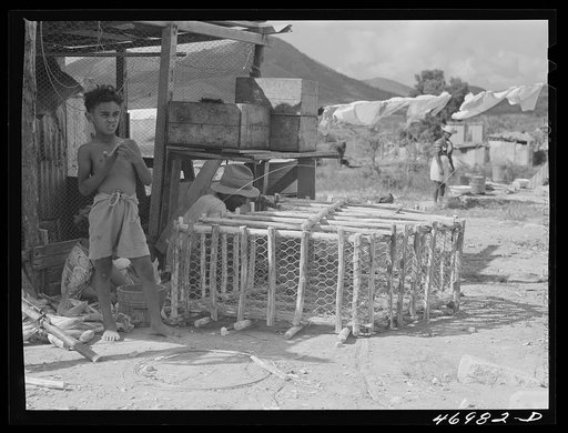 Frederiksted (vicinity), Saint Croix Island, Virgin Islands. Puerto Rican farmer and part-time fisherman constructing a fish-pot on his farm