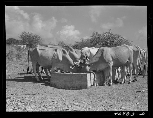 Christiansted (vicinity), Saint Croix Island, Virgin Islands. On a large cattle farm. The largest market for the cattle is Puerto Rico