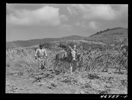 Frederiksted (vicinity), Saint Croix Island, Virgin Islands. FSA (Farm Security Administration) borrower plowing his garden with one of the few plows used on the island