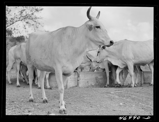 Christiansted (vicinity), Saint Croix Island, Virgin Islands. On a large cattle farm. The largest market for the cattle is Puerto Rico