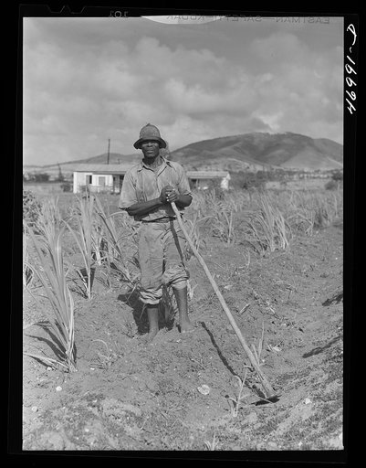 Frederiksted (vicinity), Saint Croix Island, Virgin Islands. FSA (Farm Security Administration) borrower cultivating his sugar cane field. He lives in one of the homestead houses