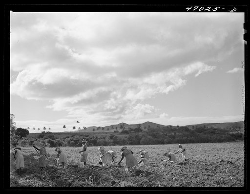 Untitled photo, possibly related to: Bethlehem, Saint Croix Island, Virgin Islands (vicinity). Women cultivating sugar cane on land owned by the Virgin Islands Company