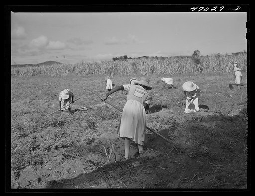 Untitled photo, possibly related to: Bethlehem, Saint Croix Island, Virgin Islands (vicinity). Women cultivating sugar cane on land owned by the Virgin Islands Company