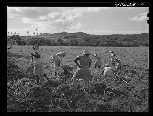 Bethlehem, Saint Croix Island, Virgin Islands (vicinity). Women cultivating sugar cane on land owned by the Virgin Islands Company