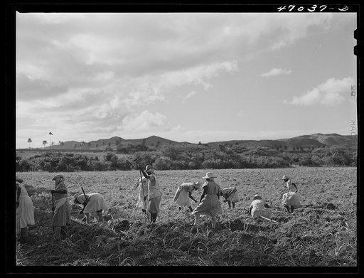 Bethlehem, Saint Croix Island, Virgin Islands (vicinity). Women cultivating sugar cane on land owned by the Virgin Islands Company