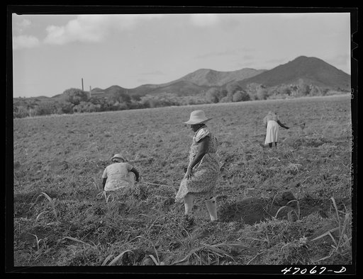Untitled photo, possibly related to: Bethlehem, Saint Croix Island, Virgin Islands (vicinity). Cultivating sugar cane on the Virgin Islands Company land