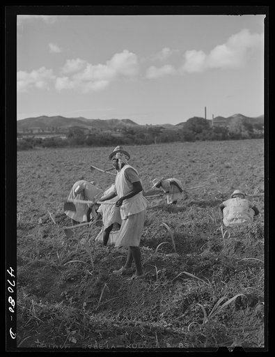 Bethlehem, Saint Croix Island, Virgin Islands (vicinity). Cultivating sugar cane on the Virgin Islands Company land