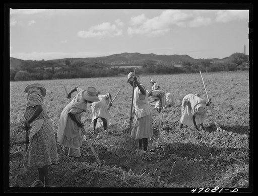 Bethlehem, Saint Croix Island, Virgin Islands (vicinity). Cultivating sugar cane on the Virgin Islands Company land