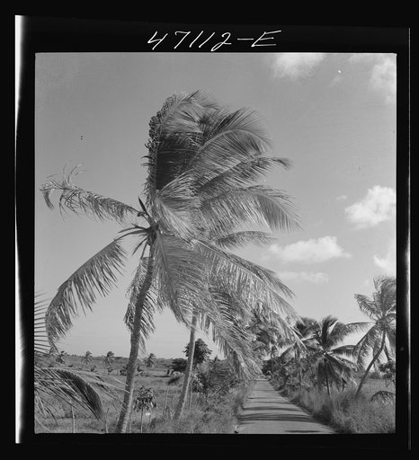 Christiansted, Saint Croix Island, Virgin Islands (vicinity). Palm trees along the road