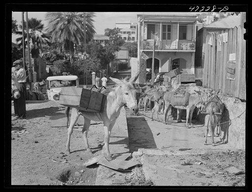 Charlotte Amalie, Saint Thomas Island, Virgin Islands. Donkeys at the market place