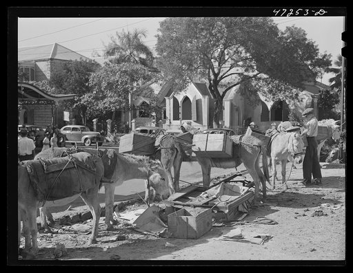 Charlotte Amalie, Saint Thomas Island, Virgin Islands. Donkeys at the market place