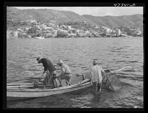 French village, a small settlement on Saint Thomas Island, Virgin Islands. Fisherman from the French village, a small settlement, with the day's catch