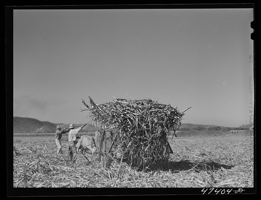 Untitled photo, possibly related to: Guanica, Puerto Rico (vicinity). Hauling a cartload of sugar cane to the loading station
