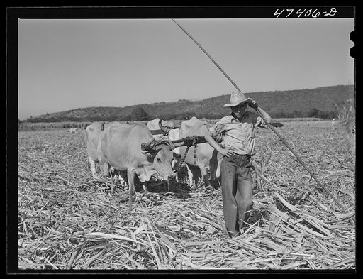 Untitled photo, possibly related to: Guanica, Puerto Rico (vicinity). Hauling a cartload of sugar cane to the loading station