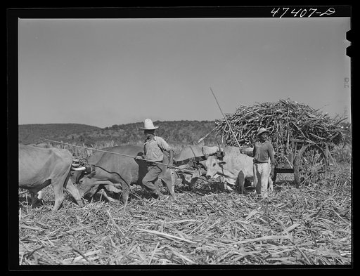 Guanica, Puerto Rico (vicinity). Hauling a cartload of sugar cane to the loading station