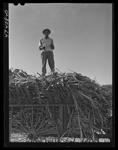 Untitled photo, possibly related to: Guanica, Puerto Rico (vicinity). Hauling a cartload of sugar cane to the loading station