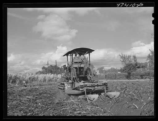 Guanica, Puerto Rico (vicinity). A "gyrotiller" plowing a sugar cane field