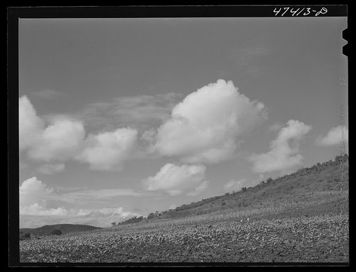 Guanica, Puerto Rico (vicinity). A field of tobacco