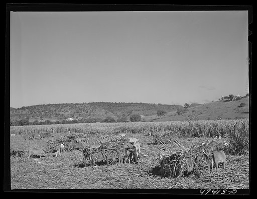 Untitled photo, possibly related to: Guanica, Puerto Rico (vicinity). Hauling a cartload of sugar cane to the loading station