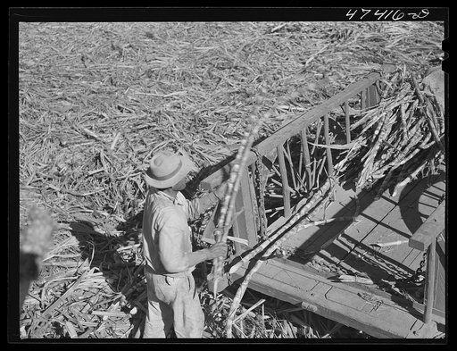 Untitled photo, possibly related to: Guanica, Puerto Rico (vicinity). Hauling a cartload of sugar cane to the loading station