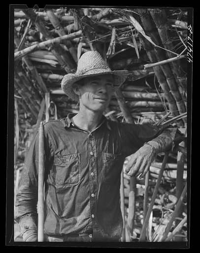 Guanica, Puerto Rico (vicinity). Ox-cart driver who was working in a sugar cane field