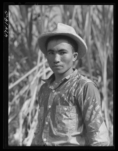 Guanica, Puerto Rico (vicinity). Farm laborer who was cutting sugar cane in a field