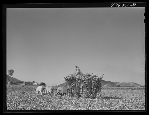 Untitled photo, possibly related to: Guanica, Puerto Rico (vicinity). Hauling a cartload of sugar cane to the loading station