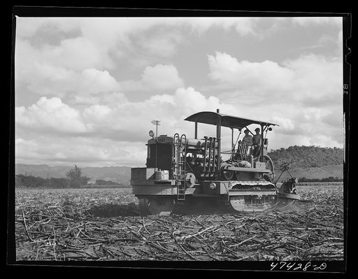Guanica, Puerto Rico (vicinity). A "gyrotiller" plowing a sugar cane field