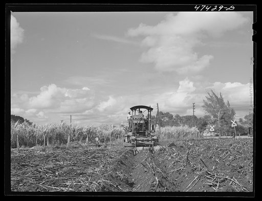 Untitled photo, possibly related to: Guanica, Puerto Rico (vicinity). A "gyrotiller" plowing a sugar cane field